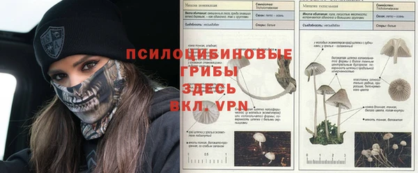 индика Алзамай